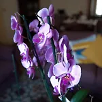 Bed & Breakfast Ivana Catania