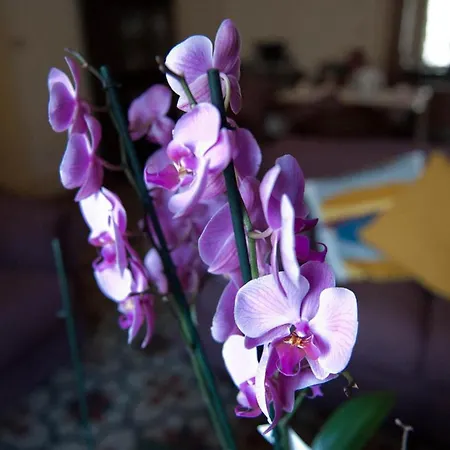 住宿加早餐酒店 伊瓦纳住宿加早餐酒店 卡塔尼亚